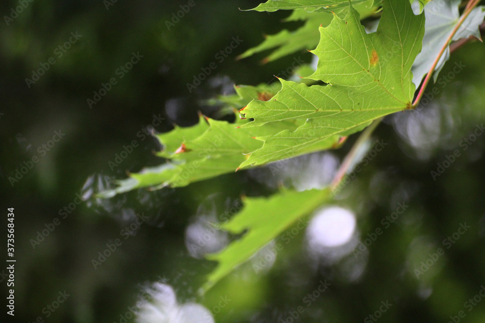 green maple leaves green maple leaves