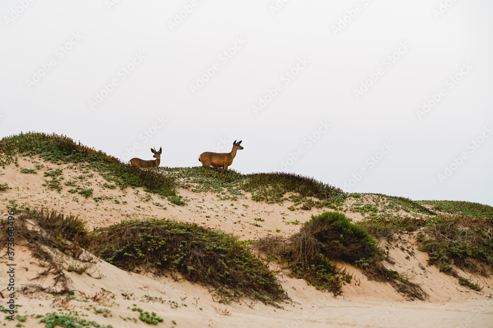 Sand dunes and white-tailed deer. Guadalupe-Nipomo Dunes, California Sand dunes and white-tailed deer. Guadalupe-Nipomo Dunes, California