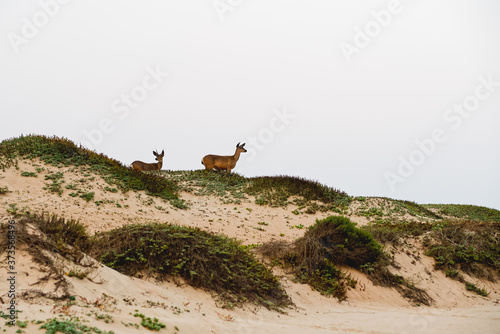 Sand dunes and white-tailed deer. Guadalupe-Nipomo Dunes, California © Hanna Tor