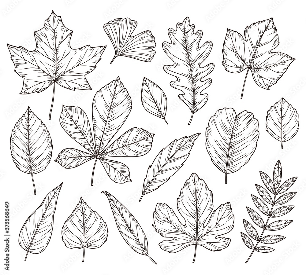 Sketch autumn leaves. Fall leaf, hand drawn vintage foliage element. Isolated forest maple oak rowan tree, botany nature vector illustration. Season rowan leaf, foliage and floral natural sketch