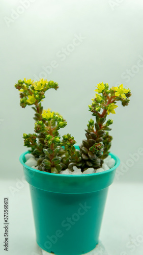 small colorful succulent plant in a small cyan pot.  Placed indoors with a white background.