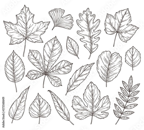 Sketch autumn leaves. Fall leaf, hand drawn vintage foliage element. Isolated forest maple oak rowan tree, botany nature vector illustration. Season rowan leaf, foliage and floral natural sketch © MicroOne