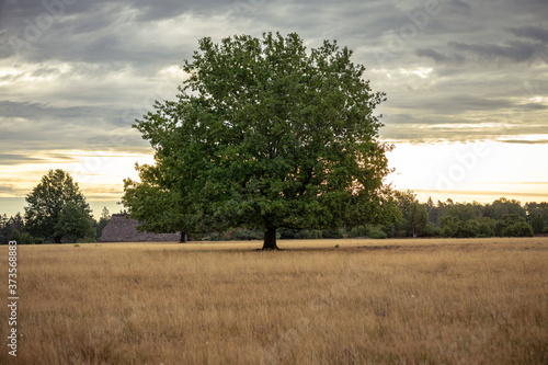 Einsamer Baum auf weitem Feld