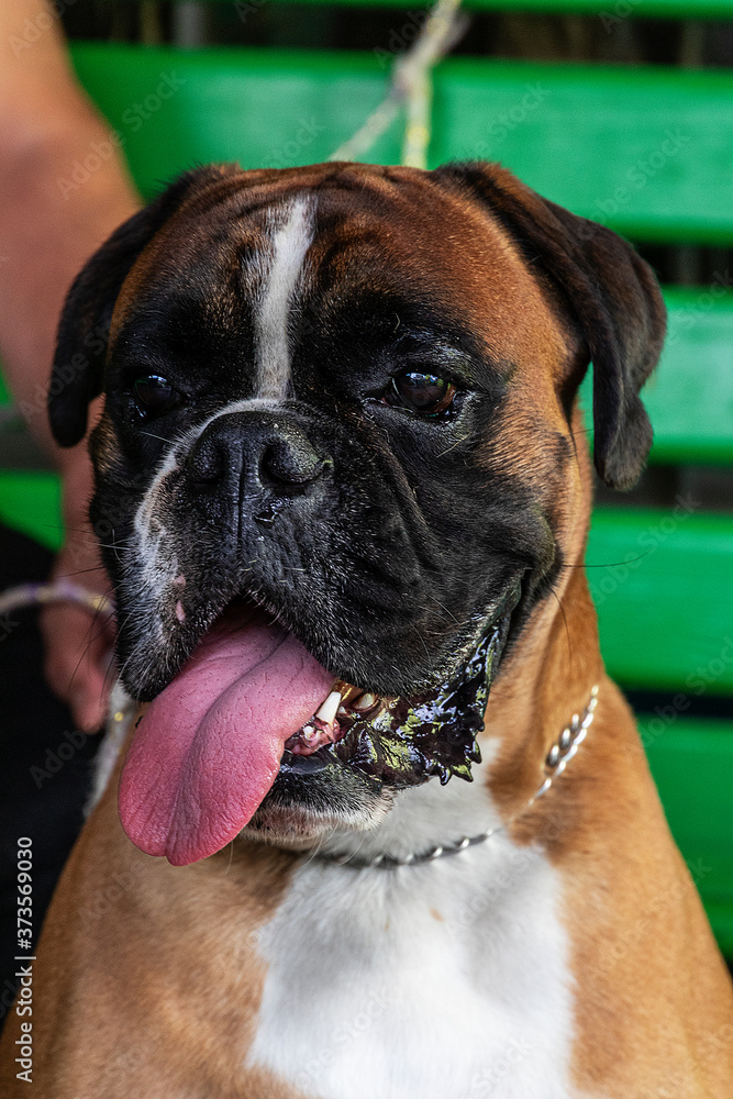 Close-up portrait of a boxer dog with a metal collar, protruding tongue, white with a black mask. Purebred mature male.
