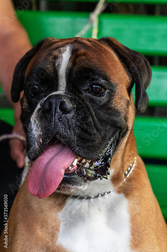Close-up portrait of a boxer dog with a metal collar, protruding tongue, white with a black mask. Purebred mature male. © Alena