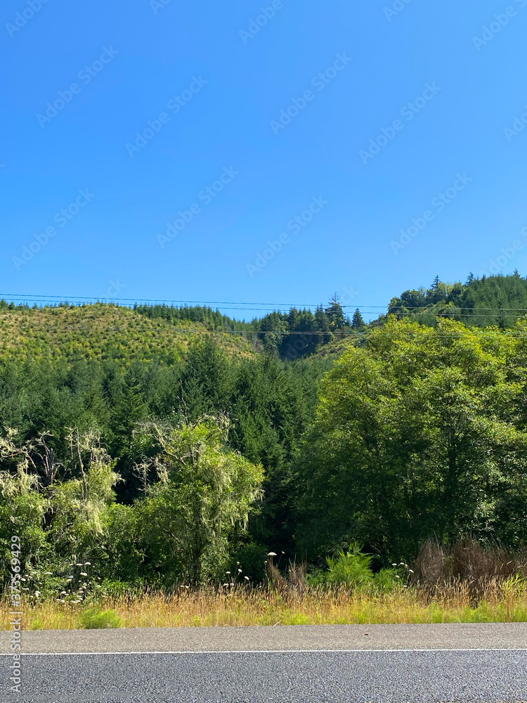 Wooded forest Wooded forest