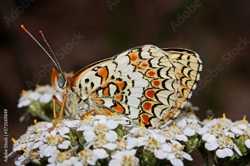 farfalla dai disegni vivaci (Melitaea phoebe) photo