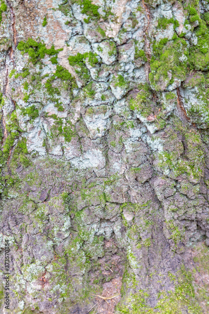 The textured surface of the bark of the old perennial deciduous tree The textured surface of the bark of the old perennial deciduous tree