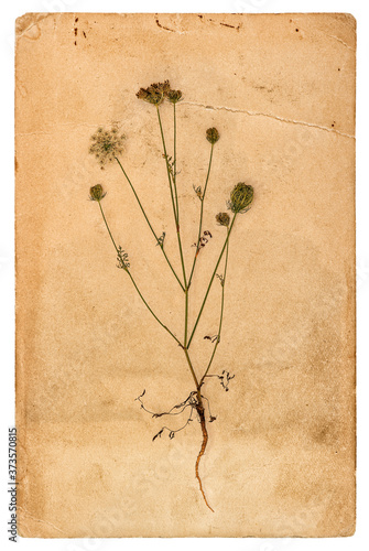 Used paper page plant herbarium white background