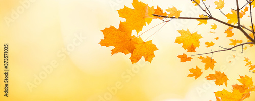 Autumn Background with yellow leaves maple tree