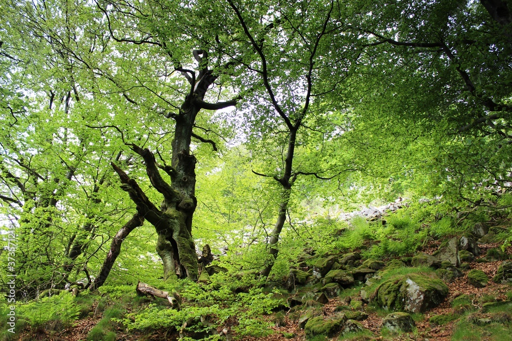 Wald und Flur Wald und Flur