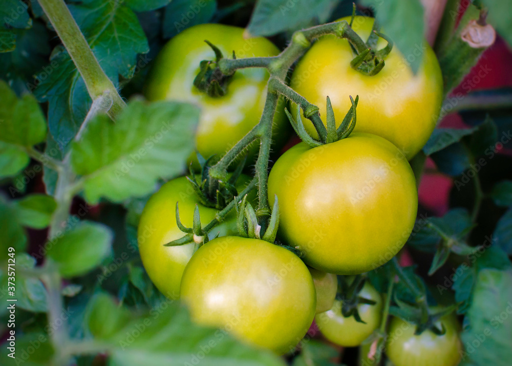 Green Tomato Bunch On Plant