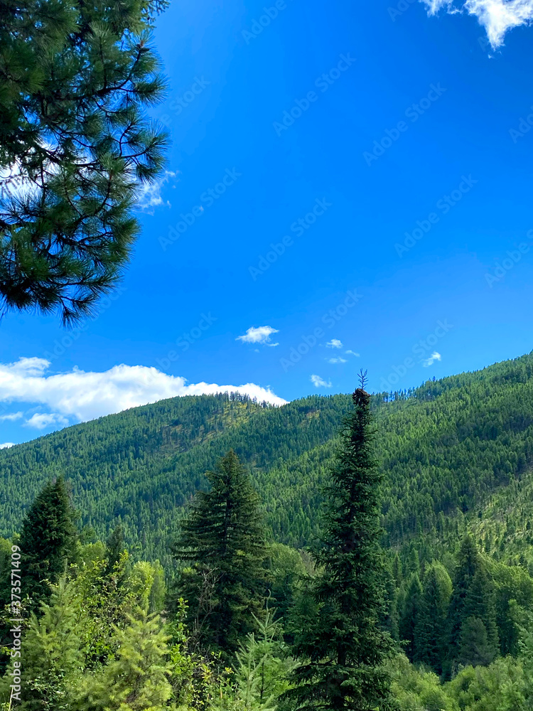 forest mountain landscape with blue sky