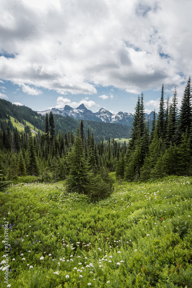 Beautiful summer mountain meadow forest scenery of Mt Rainier National Park, Washington, Pacific Northwest United States