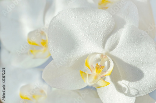 white phalaenopsis orchid flower. close up