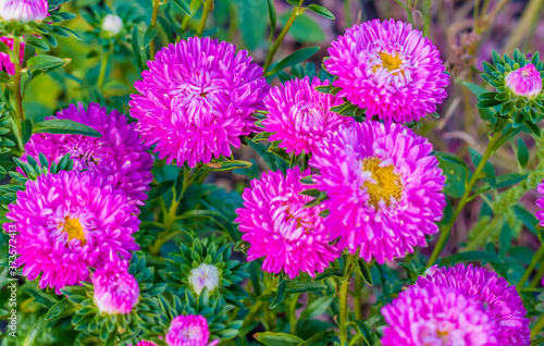 Bright flowers close-up. Flowers grow in the garden. Flower bed with asters. Flower card.