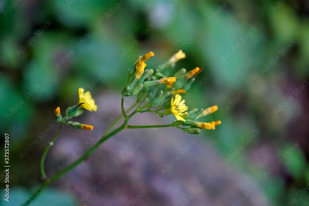 Wild yellow flowers (Crepis japonica) Wild yellow flowers (Crepis japonica)