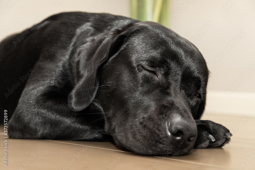 Black young labrador sleeping on the floor (focus on closed eyes)