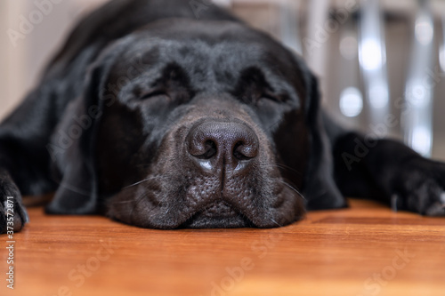 Young black labrador sleeping on the wooden floor (Focus on the dog's nose)