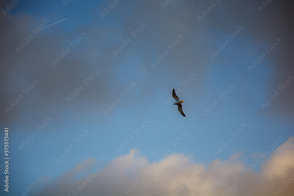 bird in flight