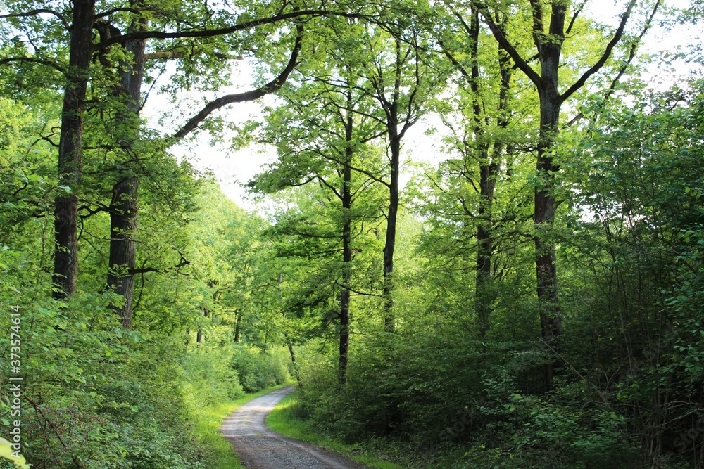 Obraz premium Im Wald