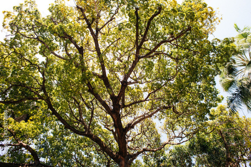 Fototapeta Naklejka Na Ścianę i Meble -  tropical tree
