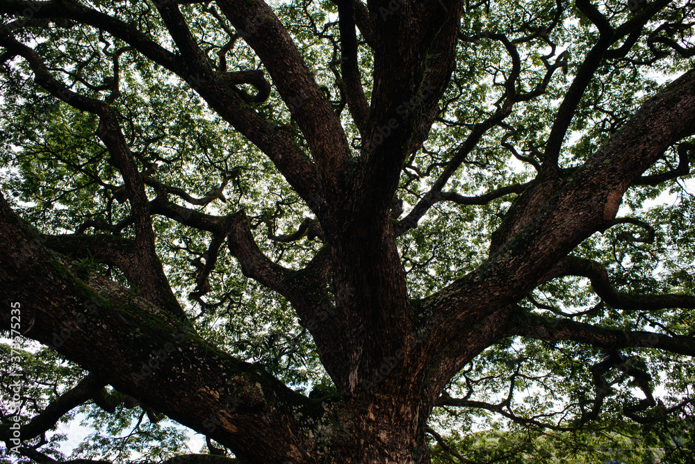 big tree