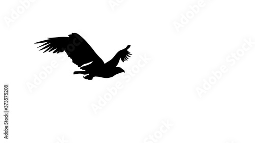 Silhouette of the flying eagle, animation on the white background
