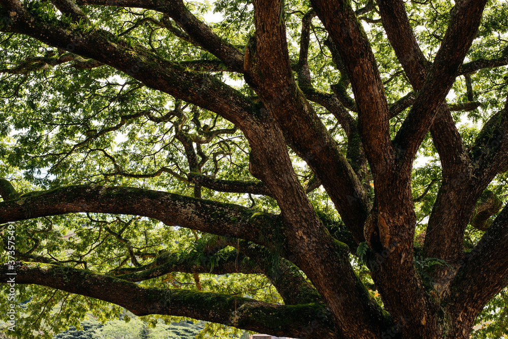 big tree big tree