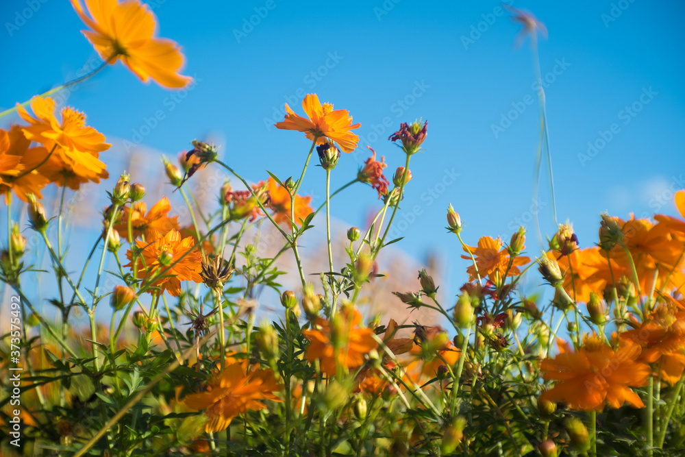Obraz premium Orange wild flowers with blue sky for background