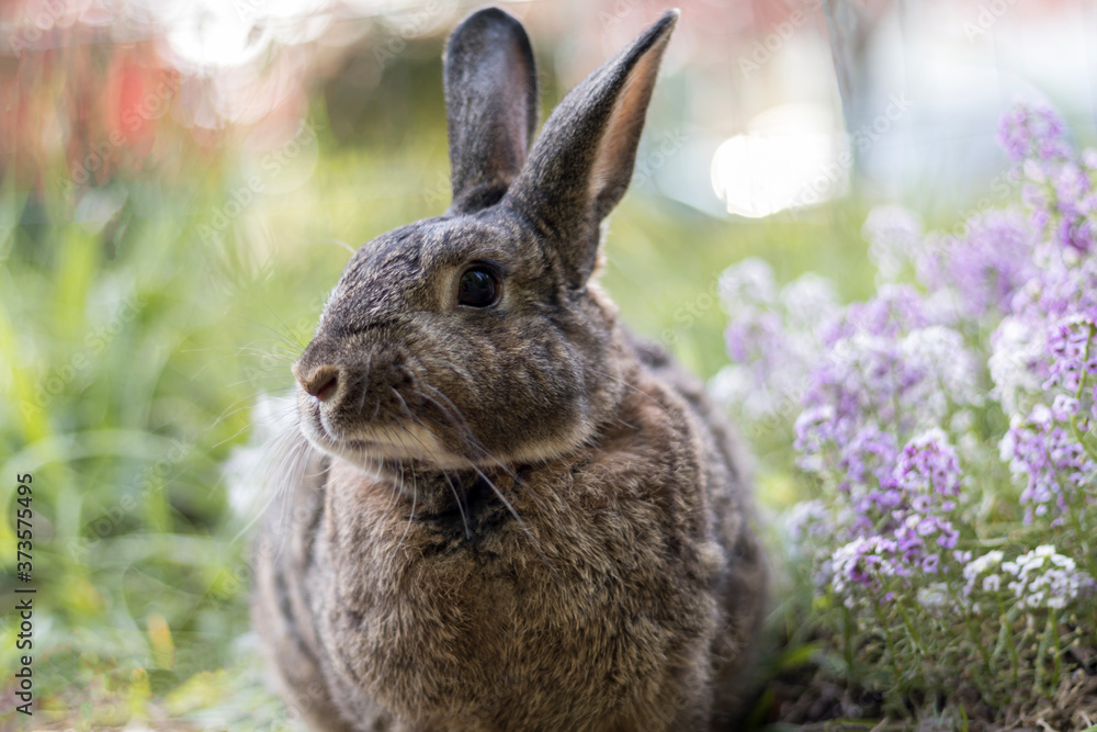 Fototapeta premium Gray garden rabbit soft light selective focus shallow DOF