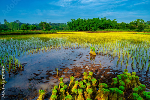 Transplanting Rice