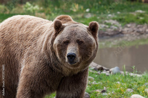 Grizzly Bear Next to a Pond