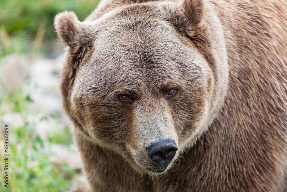 Grizzly Bear Face Close Up