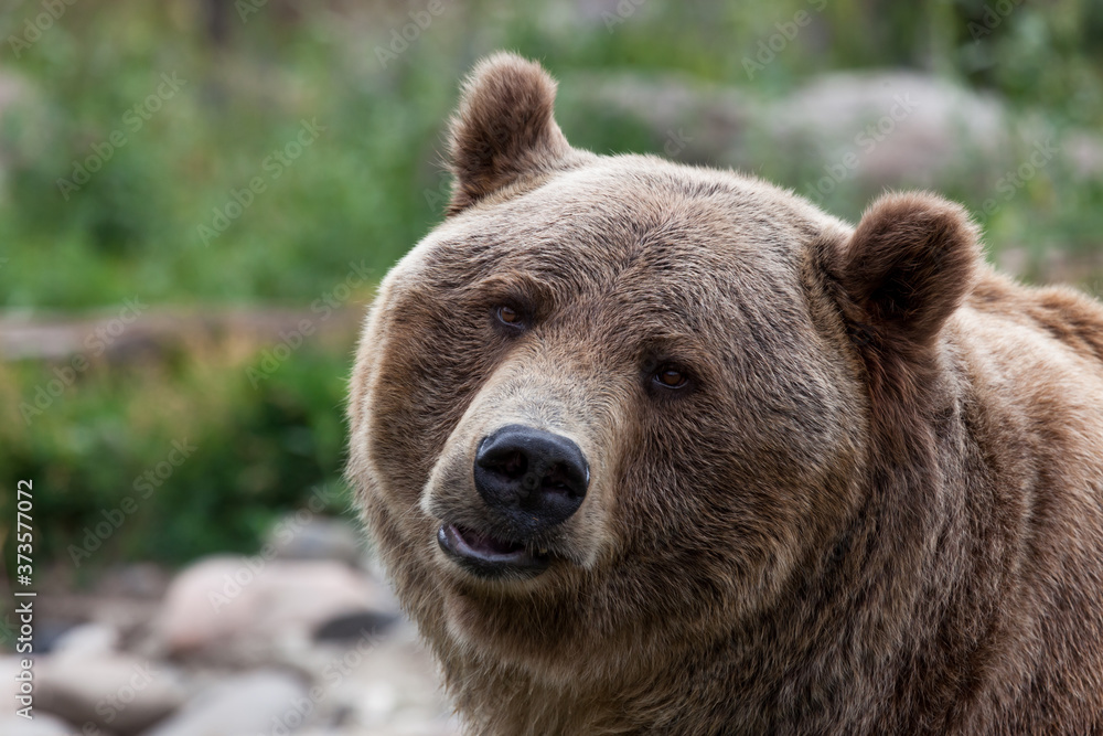 Grizzly Bear Pout
