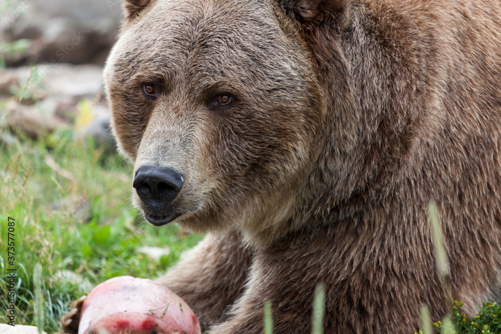 Grizzly Bear with a Treat