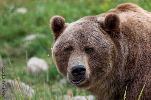 Cute Grizzly Bear Face © tamifreed