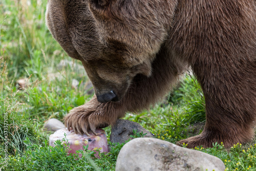 Grizzly Bear with a Treat