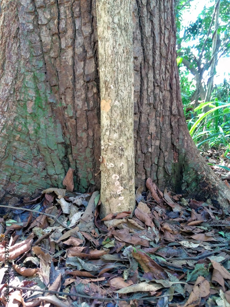 trunk of a tree