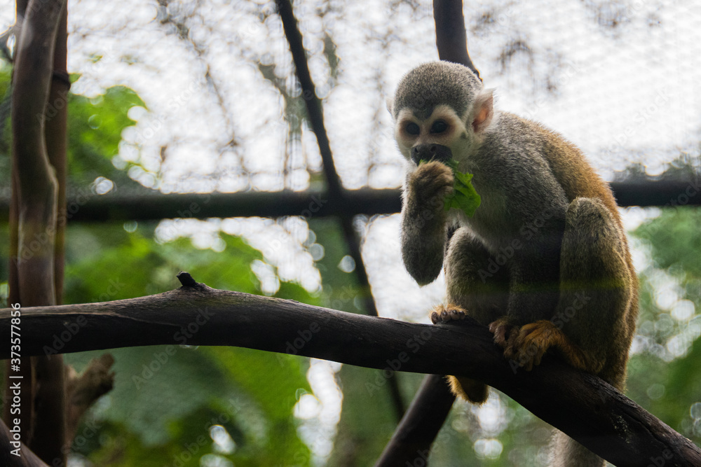 Obraz premium Monkey standing in zoo between branches and rocks 