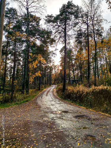 road in autumn forest © Javiera
