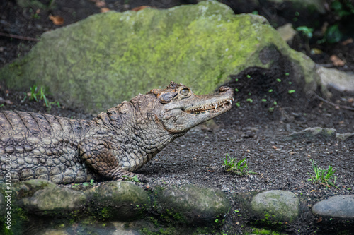 Alligator  beside rocks and plants preparing to eat 