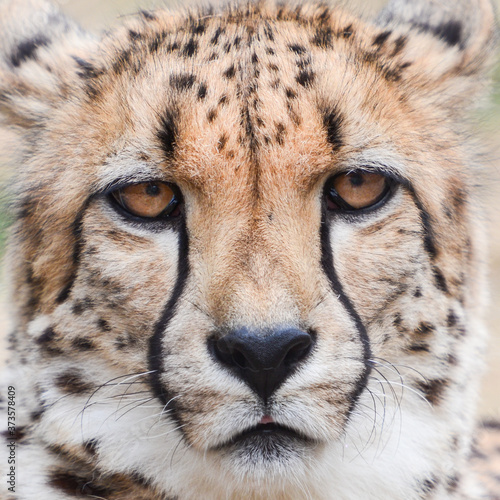 Cheetah close up