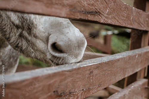 Donkey Trapped behind the fence  © German Rojas
