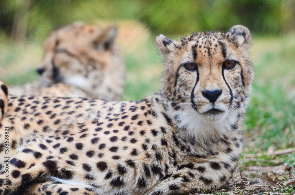 Cheetah portrait Cheetah portrait