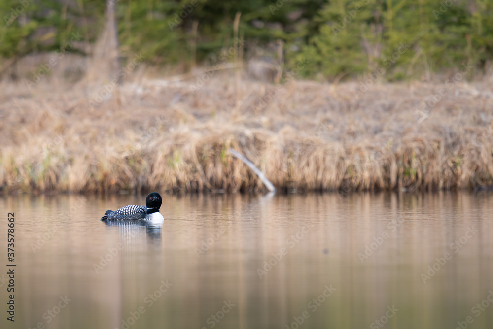Canadian loon in the wild Canadian loon in the wild