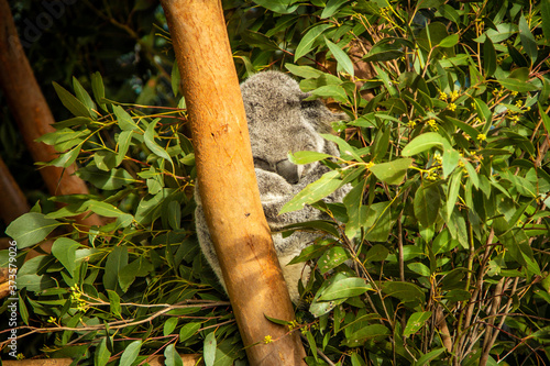 Photography Sleeping Koala