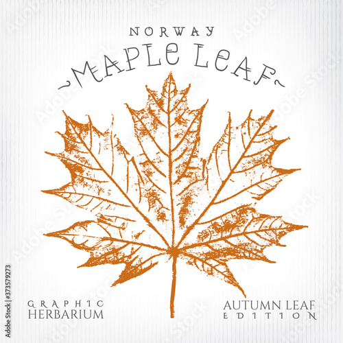Norway Maple Leaf Vintage Print Style Illustration with Authentic Logo Lettering from Autumn Leaf Edition of Graphic Herbarium - Black and Rusty on Grunge Background - Stamp Graphic Design.