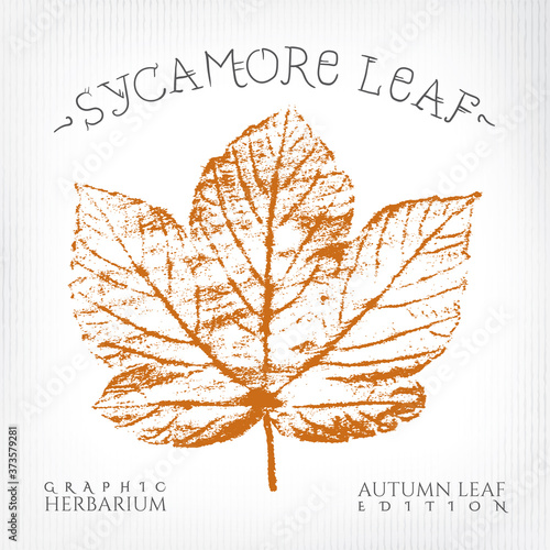 Sycamore Maple Leaf Vintage Print Style Illustration with Authentic Logo Lettering from Autumn Leaf Edition of Graphic Herbarium - Black and Rusty on Grunge Background - Stamp Graphic Design