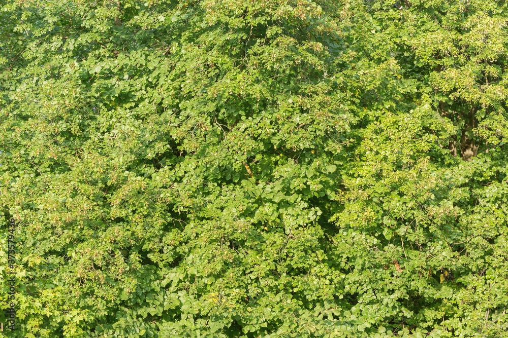 Trees in the city park at autumn time. Trees in the city park at autumn time.